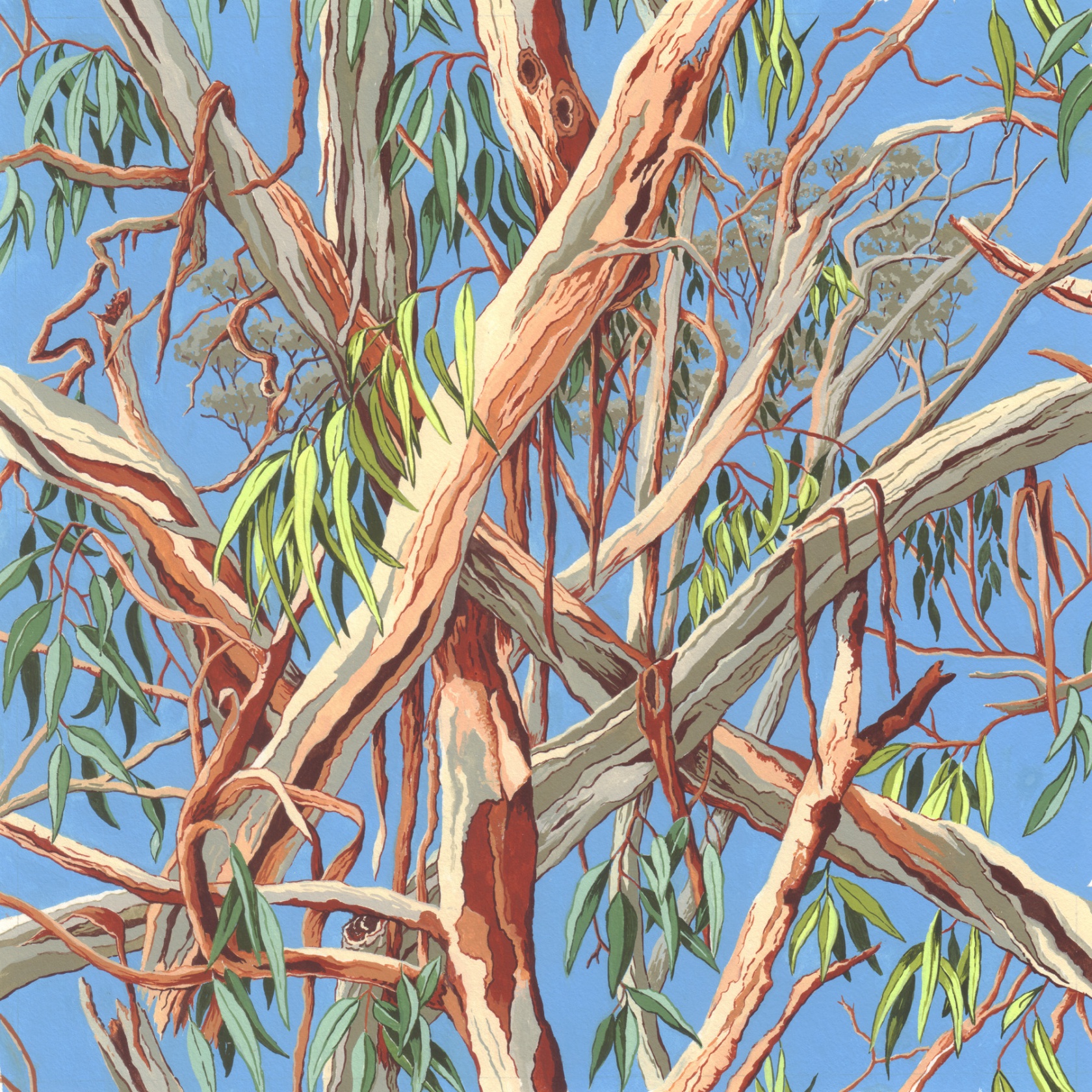 Gum Tree